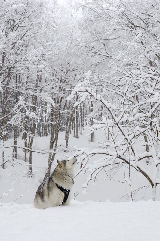 雪景色の美人林_b0207615_21123998.jpg