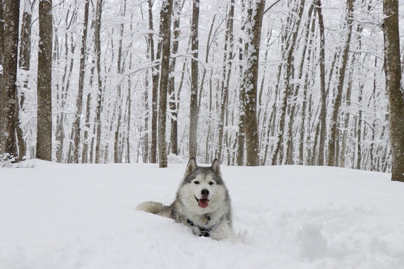 雪景色の美人林_b0207615_21131496.jpg