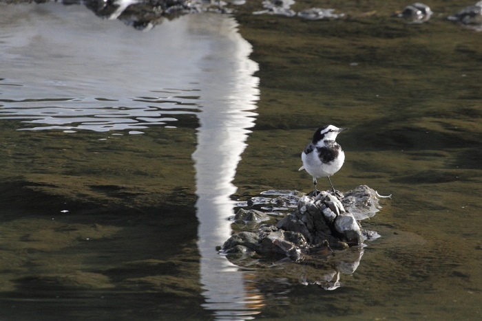 水辺の鳥_d0026817_16435639.jpg