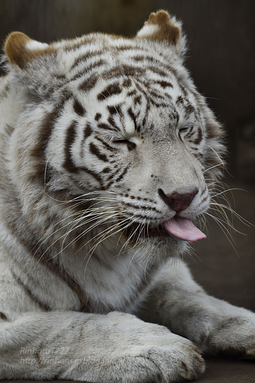 19 2 11 宇都宮動物園 ホワイトタイガーのアース王子 シラナミ姫 White Tiger Couple 青空に浮かぶ月を眺めながら