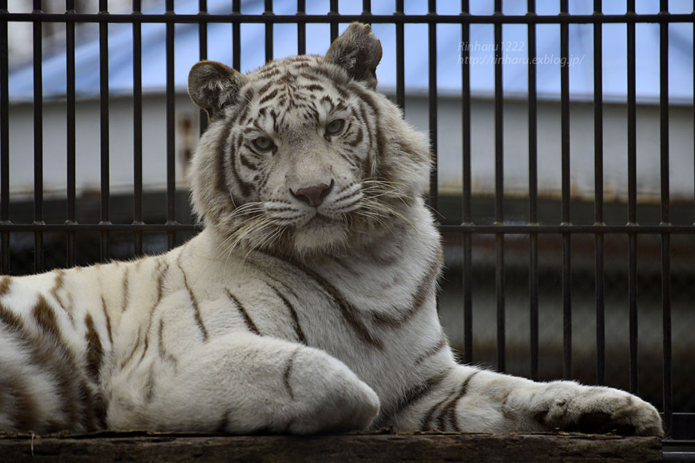 19 2 11 宇都宮動物園 ホワイトタイガーのアース王子 シラナミ姫 White Tiger Couple 青空に浮かぶ月を眺めながら