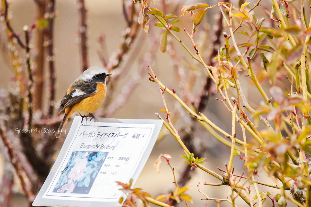 b0181125_20130550.jpg