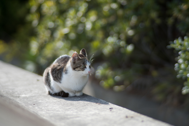 頼もしきVivitar Series 1 135mm F2.3 Rev.1 : セカンド・ライフ