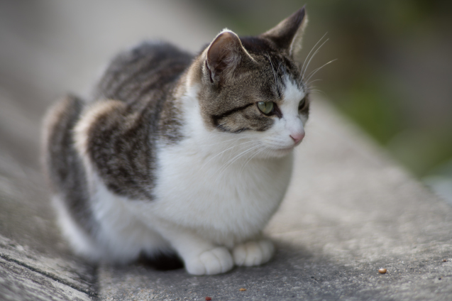 頼もしきVivitar Series 1 135mm F2.3 Rev.1 : セカンド・ライフ