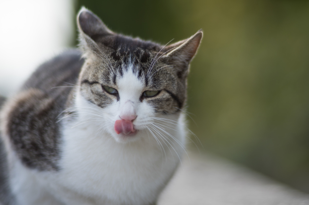 頼もしきVivitar Series 1 135mm F2.3 Rev.1 : セカンド・ライフ