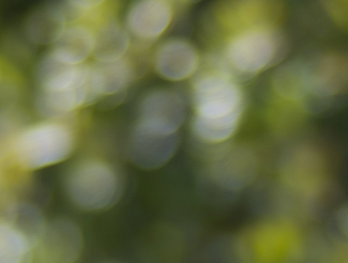 頼もしきVivitar Series 1 135mm F2.3 Rev.1 : セカンド・ライフ