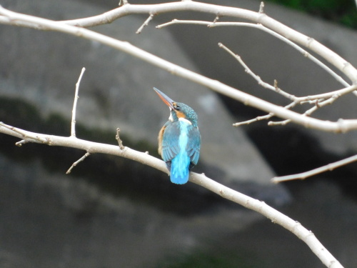 c0338136_14293073.jpg