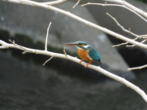 c0338136_14294344.jpg