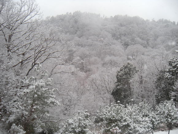 2019年02月11日（月）　定例活動　（桜の森８１３）_f0342250_16123296.jpg