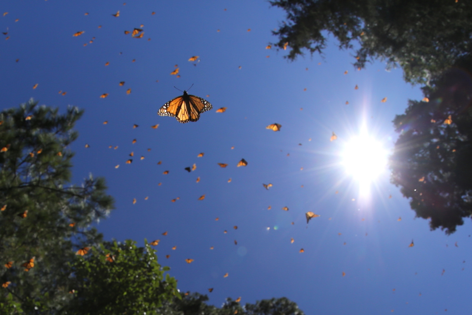 メキシコの森にオオカバマダラ モナルカ蝶 の越冬大集団舞う Mexico 1902 Butterfly Dragonfly メキシコの森にオオカバマダラ モナルカ蝶 の越冬大集団舞う Mexico 1902 Butterfly Dragonfly