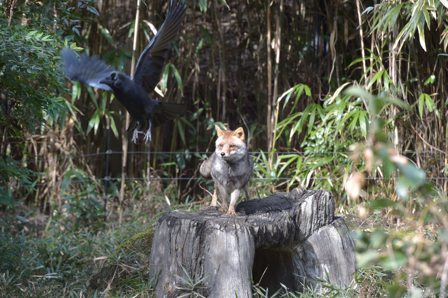 コウシロウの狩り_b0023856_07034765.jpg