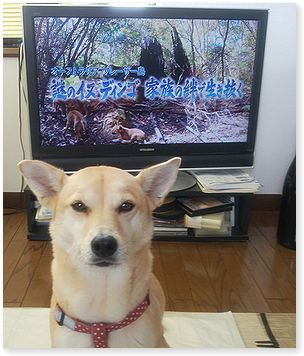 NHK-BSワイルドライフ「謎の犬ディンゴ　家族の絆で生き抜く」_c0006757_22403369.jpg