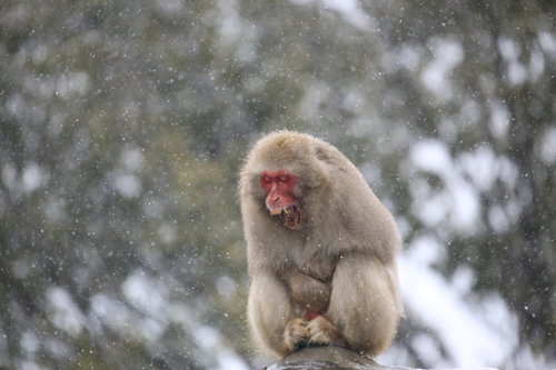 我が物と思えば軽し笠の雪_e0086860_12463998.jpg