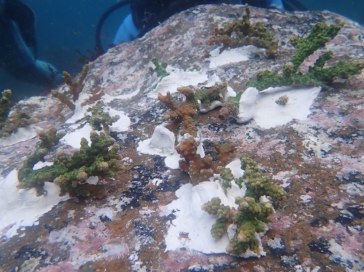 e0132965_17320863.jpg
