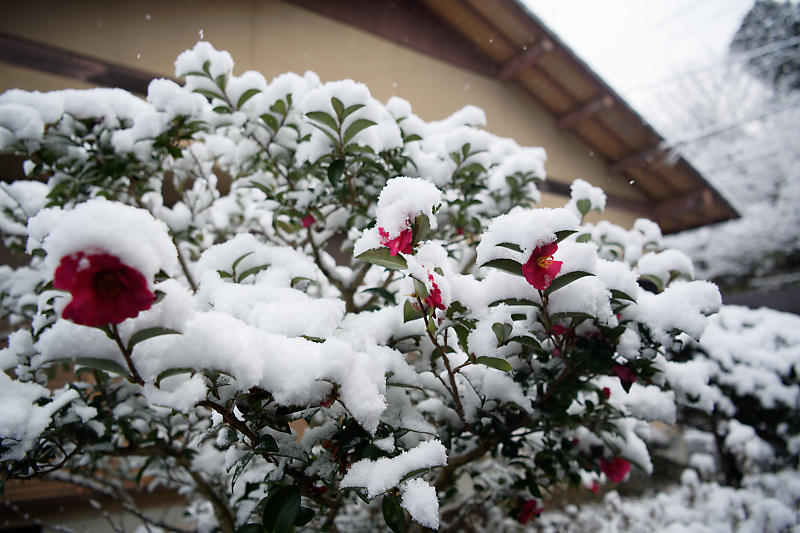 京の雪景色･開門前の大原散策　其の三_f0032011_22165224.jpg