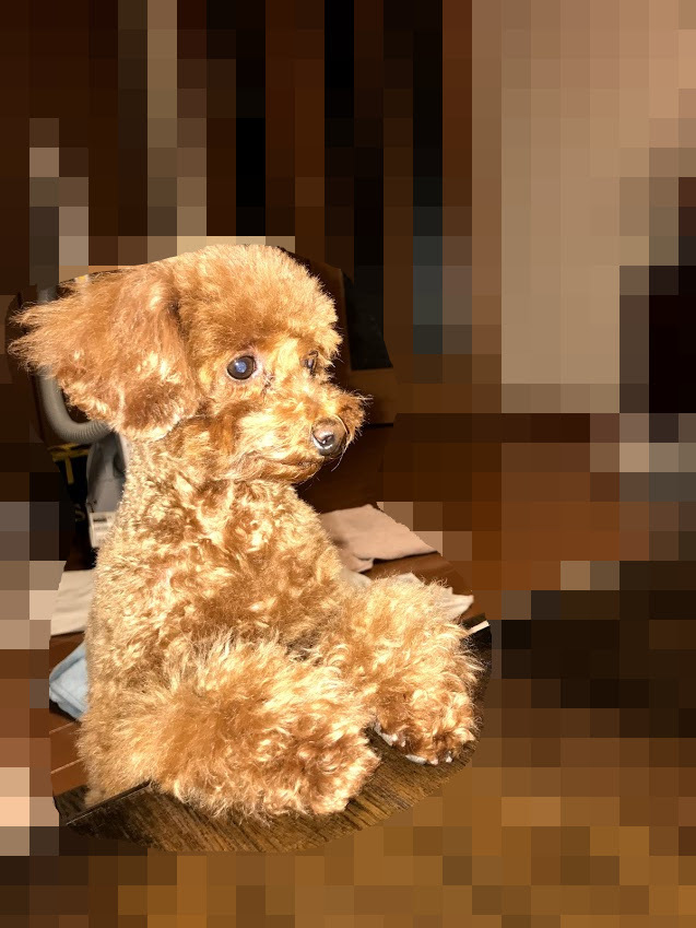 スピカアレルギー対策 トイプードル スピカの日記