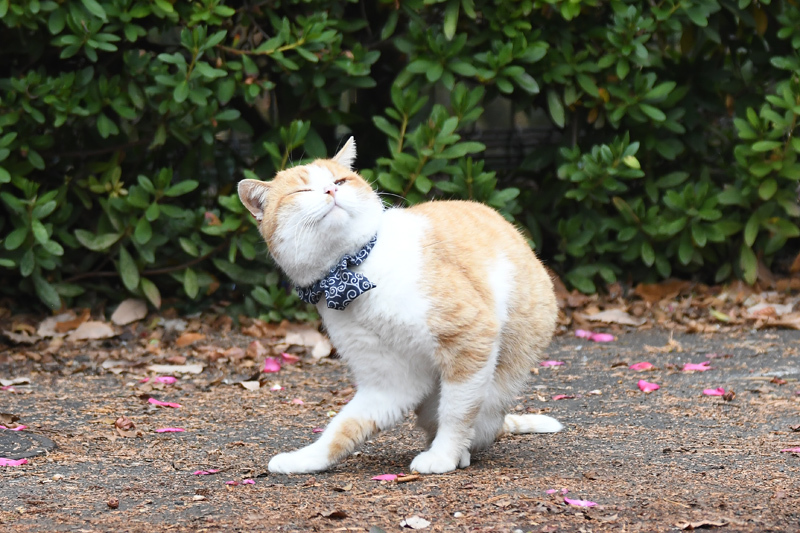 猫_e0097534_18413693.jpg