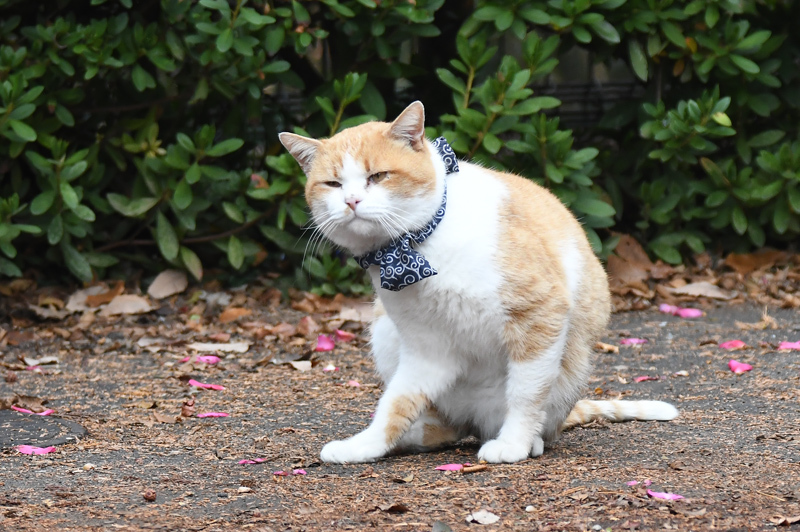 猫_e0097534_18414581.jpg