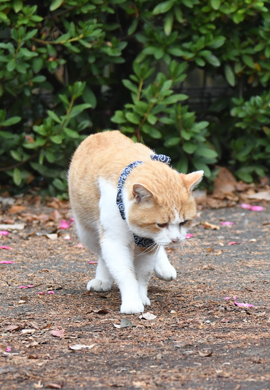 猫_e0097534_18420633.jpg