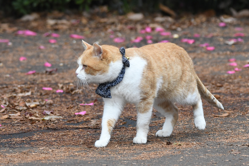 猫_e0097534_18422545.jpg