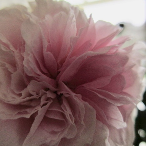 a0329935_10404054.jpeg