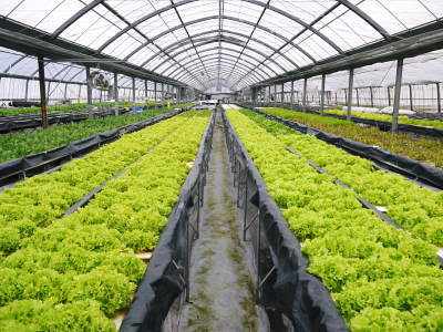 水耕栽培の生野菜を大好評販売中!さらなる高みを求め肥料改良!農薬や消毒を一切せずにてた各種生野菜です_a0254656_18101752.jpg
