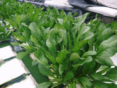 水耕栽培の生野菜を大好評販売中!さらなる高みを求め肥料改良!農薬や消毒を一切せずにてた各種生野菜です_a0254656_18225206.jpg