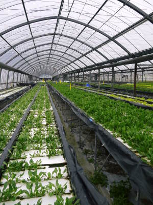 水耕栽培の生野菜を大好評販売中!さらなる高みを求め肥料改良!農薬や消毒を一切せずにてた各種生野菜です_a0254656_18274473.jpg