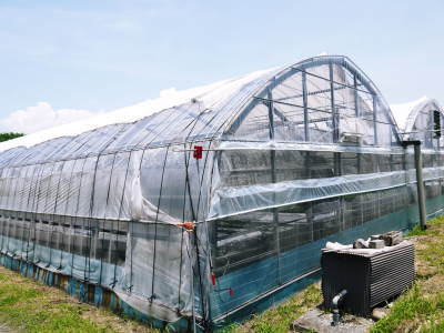 水耕栽培の生野菜を大好評販売中!さらなる高みを求め肥料改良!農薬や消毒を一切せずにてた各種生野菜です_a0254656_18295629.jpg