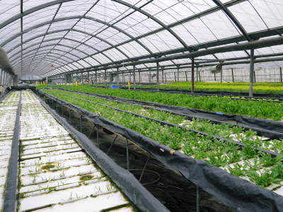 水耕栽培の生野菜を大好評販売中!さらなる高みを求め肥料改良!農薬や消毒を一切せずにてた各種生野菜です_a0254656_18442861.jpg