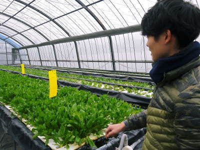 水耕栽培の生野菜を大好評販売中!さらなる高みを求め肥料改良!農薬や消毒を一切せずにてた各種生野菜です_a0254656_18462273.jpg