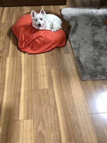 f0363961_20400354.jpeg