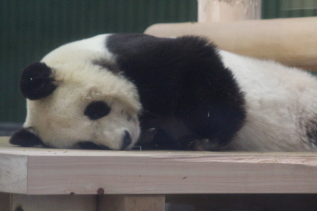 食事時間になっても起きないタンタン 山とpanda