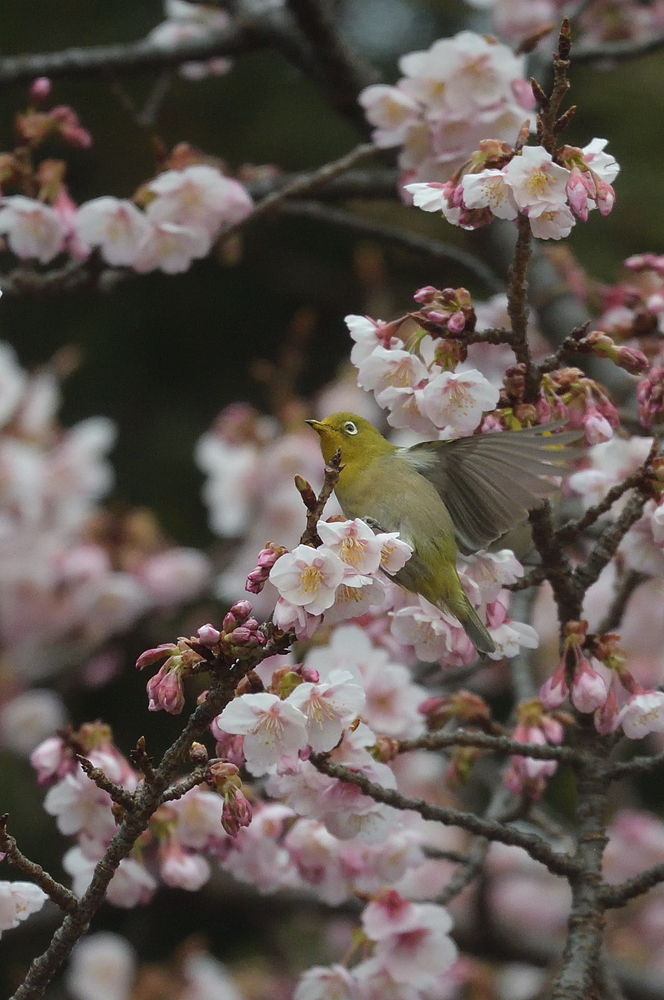 もういっちょ、D500とサンヨンPFテスト_a0035279_20465771.jpg