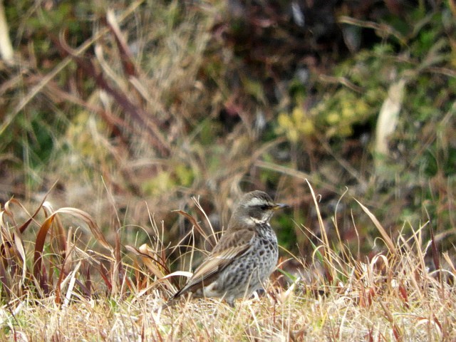 f0378979_15511351.jpg