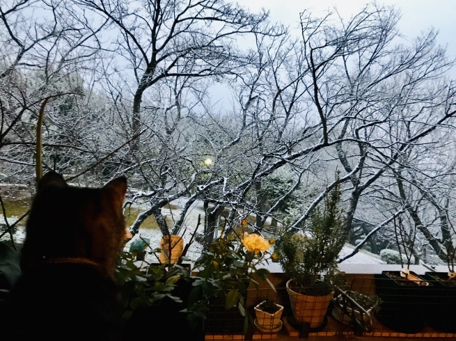 c0362401_15354481.jpeg