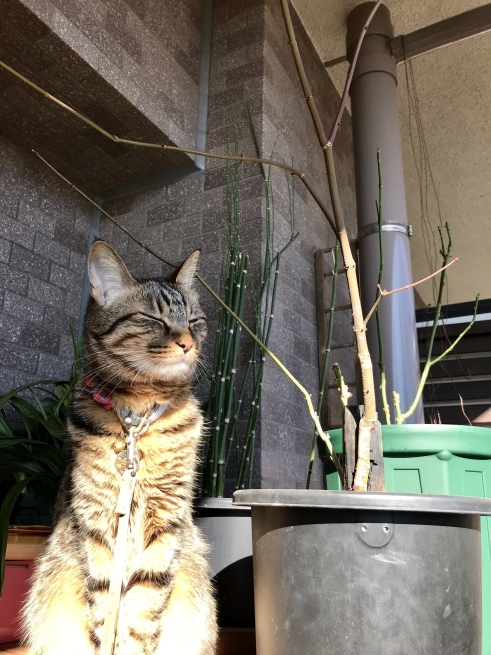 c0362401_16034988.jpeg