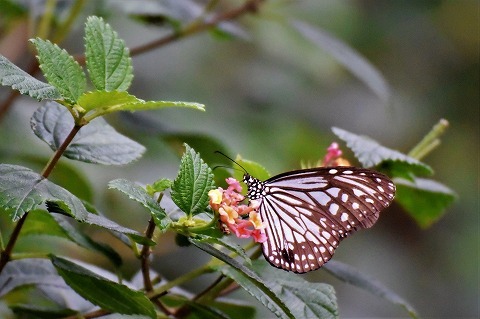 台湾チョウ撮影行（3）_a0117305_22113637.jpg