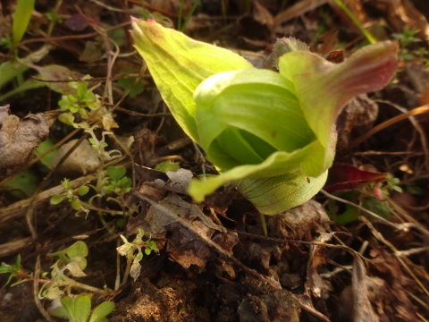 蕗の薹（ふきのとう）と主な料理…2019/2/13_f0231709_10312056.jpg