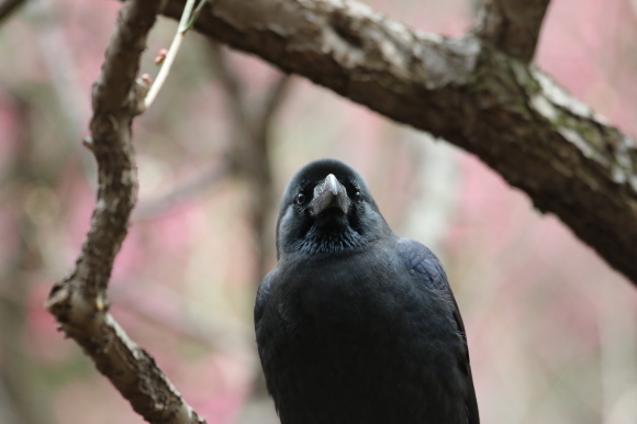 梅林のハシブトガラス ITR_d0346713_19592113.jpg