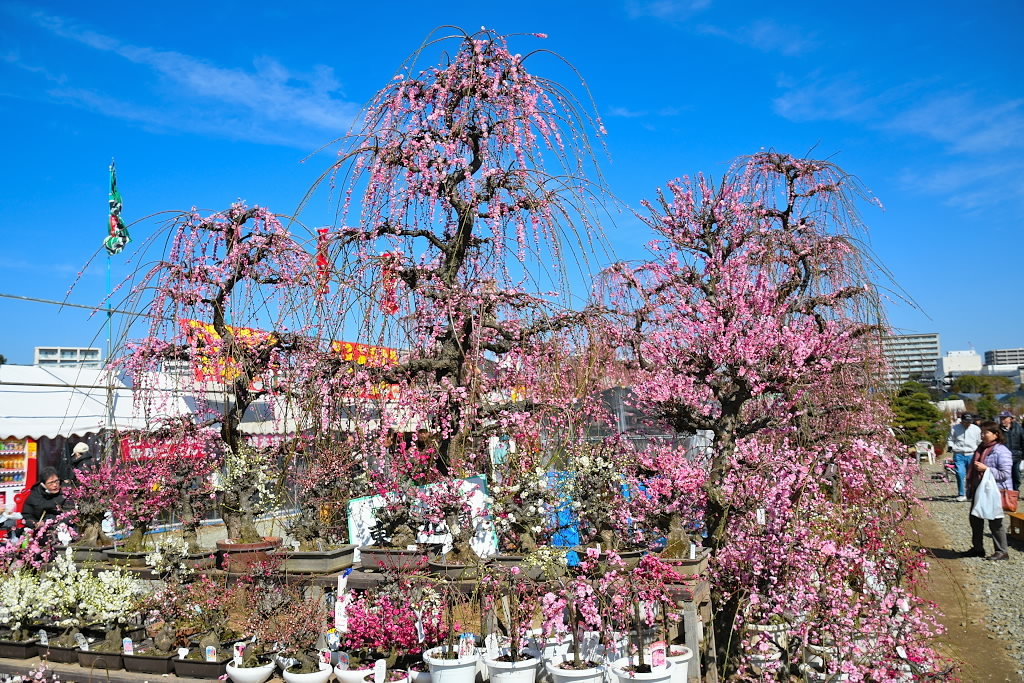 熊本春の植木市へ。_e0056537_19103527.jpg