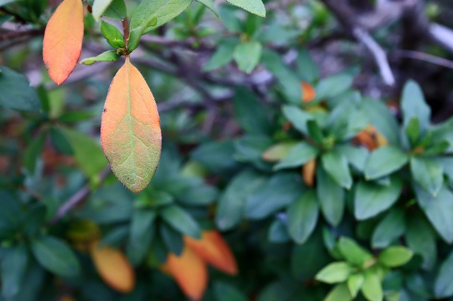 a0242438_20113001.jpg