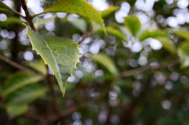 a0242438_20113066.jpg