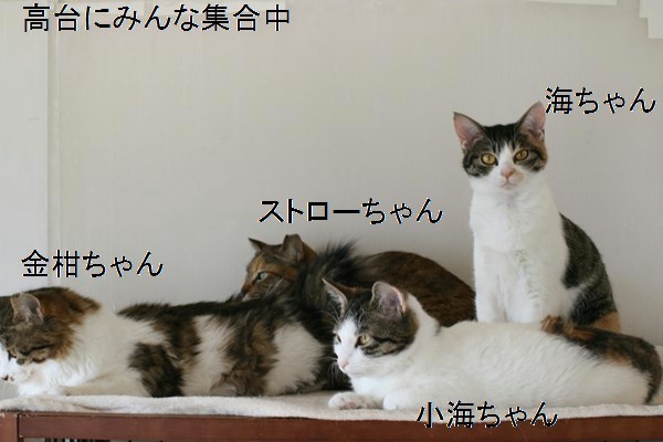 群れる保護猫さんたちと里親様便り_e0151545_20132895.jpg