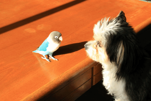 c0145250_15452919.gif
