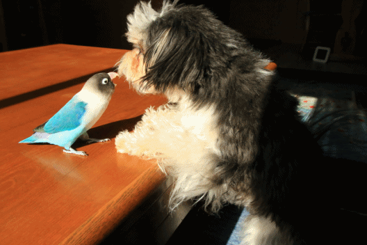 c0145250_15453419.gif