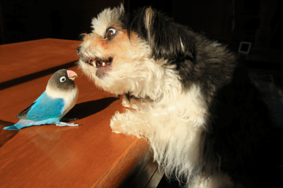 c0145250_15455351.gif