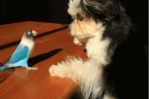 c0145250_15455577.gif