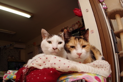 a0028451_10010602.jpeg