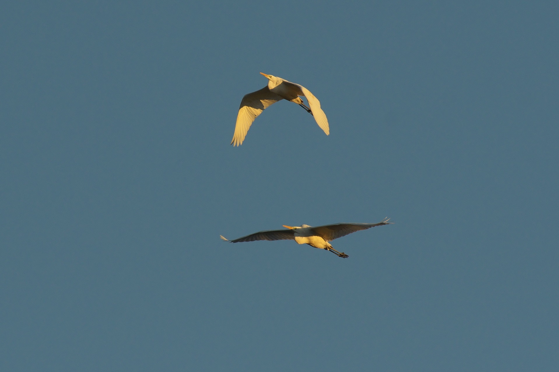 赤い鳥待ちの時に上空を飛ぶ大きな鳥 近隣の野鳥を探して